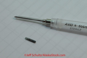 Photo of the micro-chip placed in the dogs' neck along with the needle that inserts it.  This chip is installed into each dog during the mandatory 
