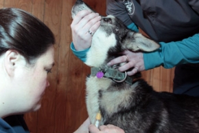 Wednesday, February 8, 2012 ---  Vet tech Jennifer Glockler, from Chicago, draws blood from musher Nicholas Petit's dog 