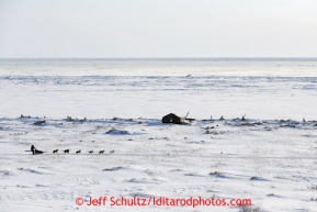 Aily Zirkle along the Bering Sea Tuesday March 12, 2013.Iditarod Sled Dog Race 2013Photo by Jeff Schultz copyright 2013 DO NOT REPRODUCE WITHOUT PERMISSION