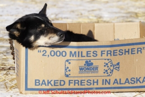 Saturday March 17, 2012    A Rick Swenson dog rests in a bread-box dog house in the dog lot in Nome. Iditarod 2012.
