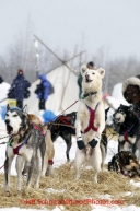 Tuesday March 6, 2012  Ray Redington Jr's dog 