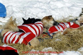 Wednesday March 7, 2012   Hugh Neff 's dogs rest in the sun with their 