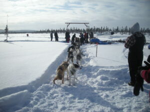 Seavey in with snappy dog team, just 18 minutes behind Lanier, hustles his team to bed  his dogs down in Cripple