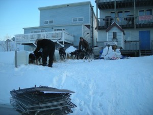 the buser dog yard, a nome fixture for 20 years