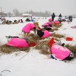 No mystery here, it's DeeDee's dog team in Nikolai