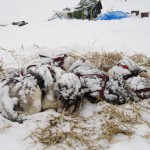 Napping in Nikolai under a blanket of snow