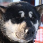 Chernosh with typical Chukchi eyes