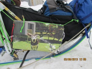 malemute in hawaii whose owner believes he would want to be on the iditarod trail sent photo to Nicolas. Actually, to me, looks like the malemute is in a good situation.