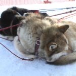 Wheel dogs curl up for a nap