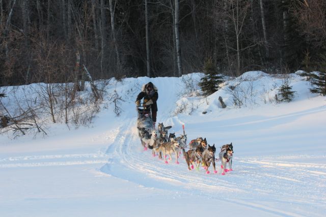 Top 3 are in Nikolai – Iditarod