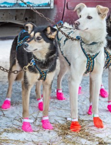 (c)iditarod.com/mikekenney